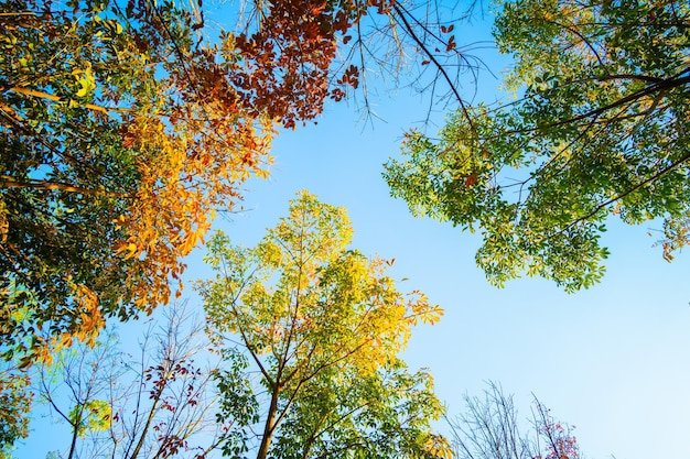 Fondo dell'asn dell'albero della foglia di autunno