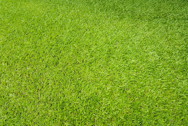 Fondo dell&#39;erba verde e strutturato, vista superiore e dettaglio del pavimento del tappeto erboso al campo di calcio