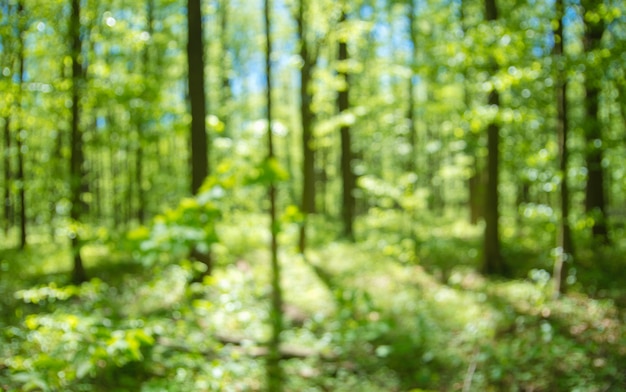 Fondo della foresta della primavera sfuocato