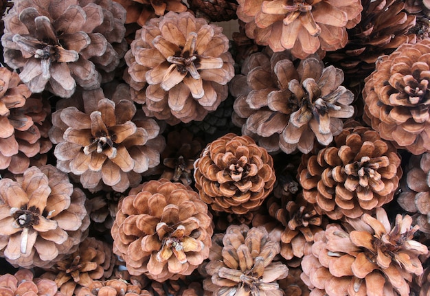 Fondo della frutta dell&#39;albero delle conifere e delle pigne abete