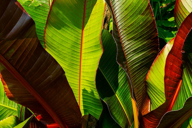 Fondo della natura del fogliame tropicale