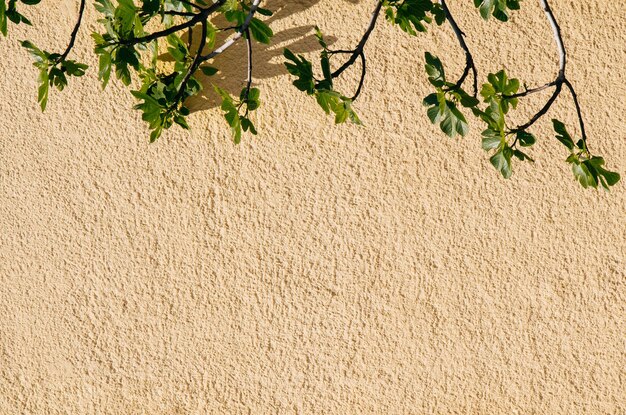 Fondo della parete con una parte dell'albero