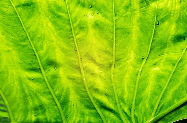 Fondo della parete delle foglie verdi, fondo della natura della parete della foglia