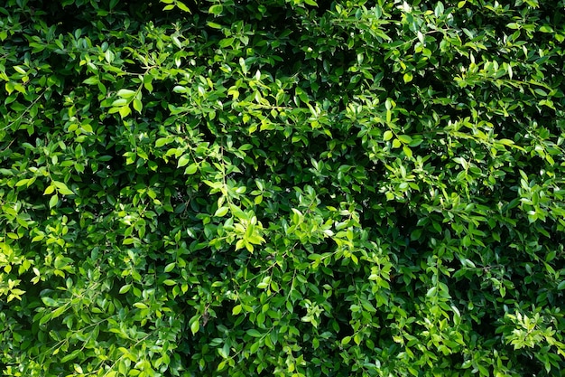 Fondo della parete delle foglie verdi, fondo della natura della parete della foglia