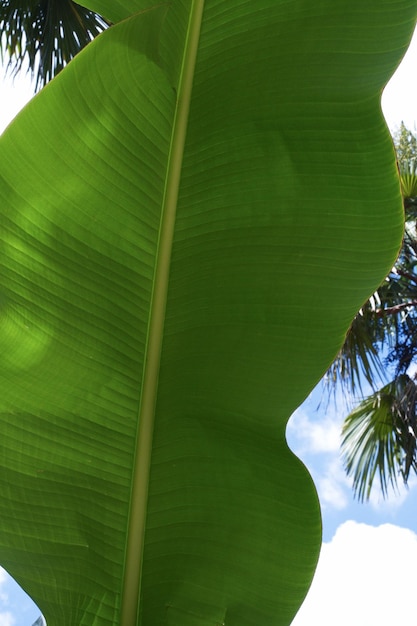 Fondo della pianta Foglie di banano nel parco