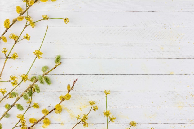 Fondo della primavera con i rami di fioritura del salice, corniolo su fondo di legno bianco con lo spazio della copia