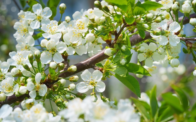 Fondo della primavera del fiore bianco del ramo di ciliegio