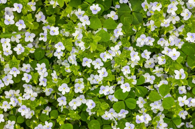 Fondo della primavera di piccoli fiori blu e bianchi (veronica persica) su un prato verde, vista superiore