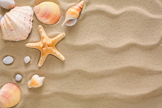 Fondo della sabbia della spiaggia del mare con le conchiglie e le stelle marine, vista superiore Superficie strutturata in riva al mare naturale, copia spazio