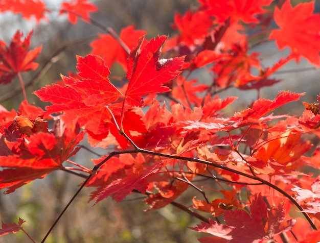 Fondo delle foglie di acero di autunno. Acero rosso