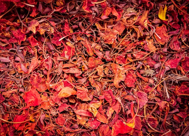 Fondo delle foglie di autunno variopinte sul pavimento della foresta