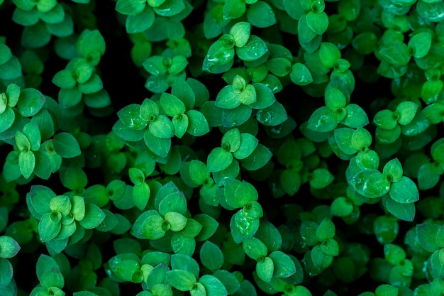 Fondo delle foglie verdi alla luce scura