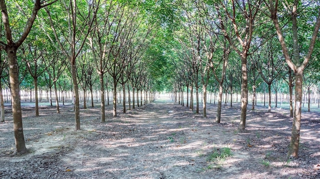 Fondo delle foglie verdi della piantagione dell&#39;albero di gomma