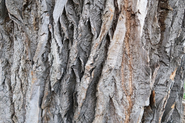 Fondo dettagliato di struttura della corteccia di albero.