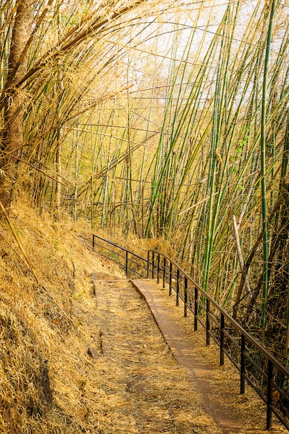 Fondo di bambù della traccia di natura di via del tunnel