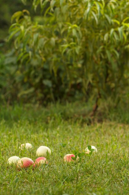 Fondo di estate - mele cadute sull'erba verde in frutteto.