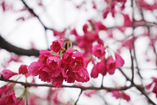 fondo di fioritura del Giappone del fiore di ciliegia di sakura