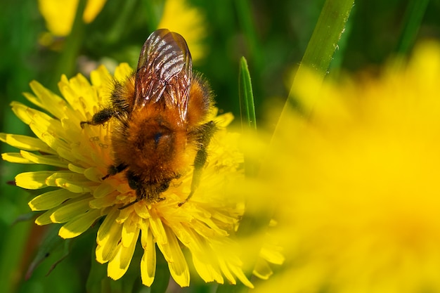 Fondo di fioritura naturale di bei denti di leone e bombo gialli.