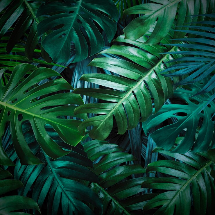 Fondo di foglie tropicali