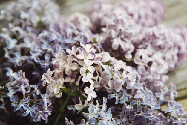 Fondo di giorno di madre con i fiori lilla