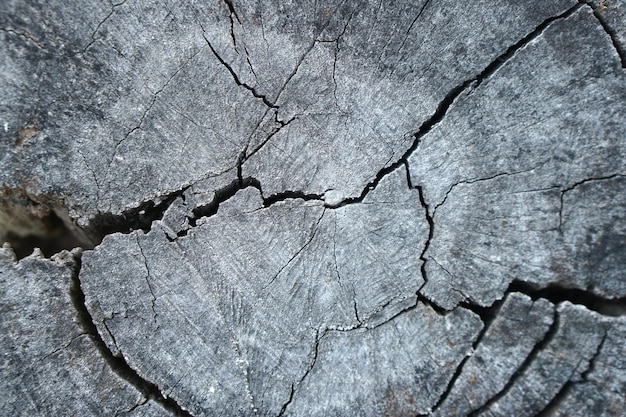 Fondo di legno decaduto modellato dal cracking