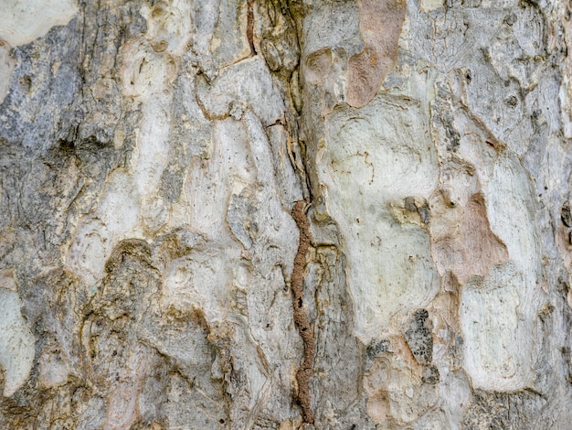 Fondo di legno dell&#39;estratto di struttura della corteccia di albero