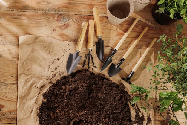 Fondo di legno della pianta con il concetto di cura delle piante degli strumenti di giardinaggio