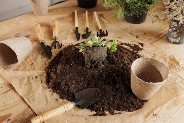 Fondo di legno della pianta con il concetto di cura delle piante degli strumenti di giardinaggio