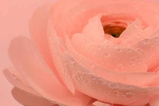 Fondo di macro del bello fiore rosa bagnato