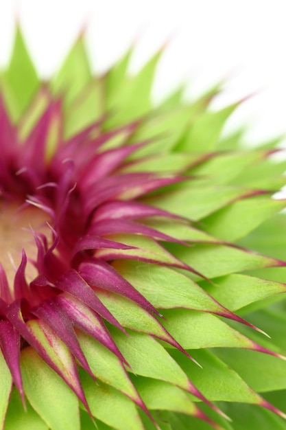 Fondo di macro del fiore del cardo mariano