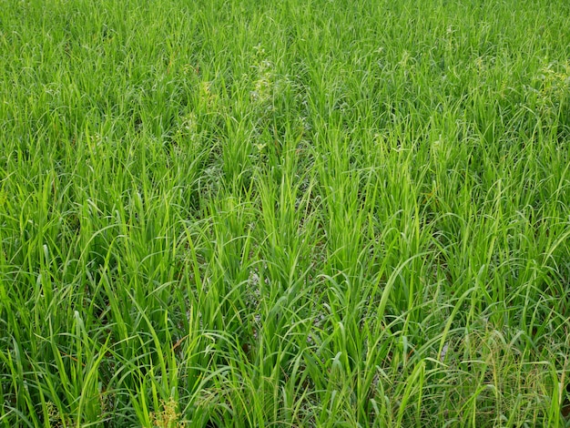 fondo di natura di fattoria verde riso biologico