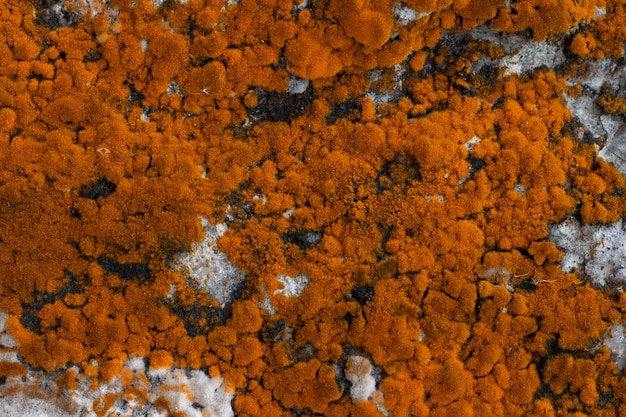 Fondo di pietra astratto naturale con muschio e muffa di colore arancione