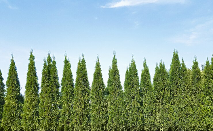 Fondo di progettazione del paesaggio del parco con lo spazio della copia, cortile con alberi di tuia e cielo.