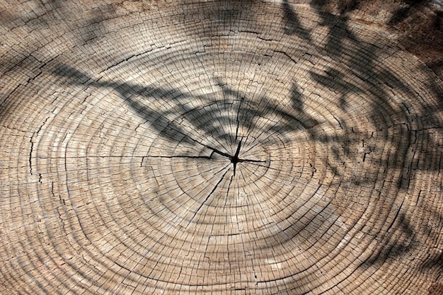 Fondo di struttura degli anelli dell'albero