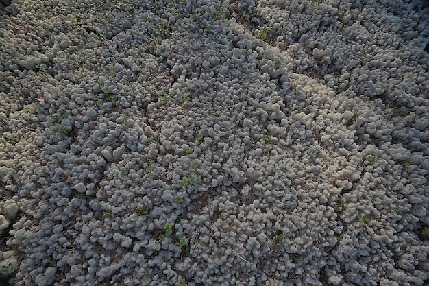 fondo di struttura del muschio del lichene, vecchia pietra astratta della natura