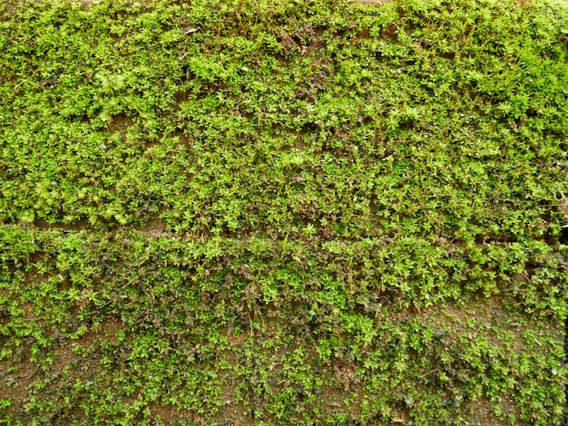 fondo di struttura del muschio verde, pianta verde