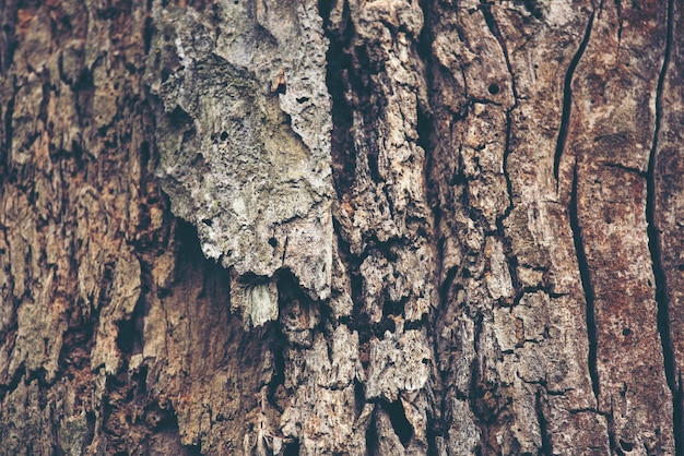 fondo di struttura dell&#39;albero di corteccia