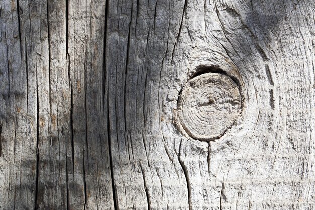 Fondo di struttura dell'albero di legno