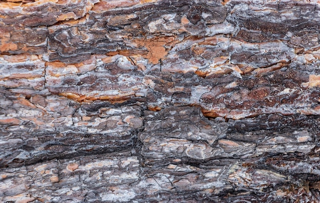 Fondo di struttura della corteccia di albero di pino siberiano.