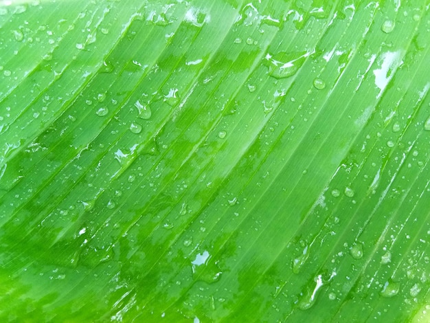 Fondo di struttura della foglia di banana nello stile verde