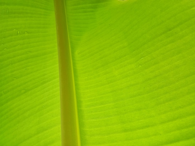 Fondo di struttura della foglia di banana nello stile verde