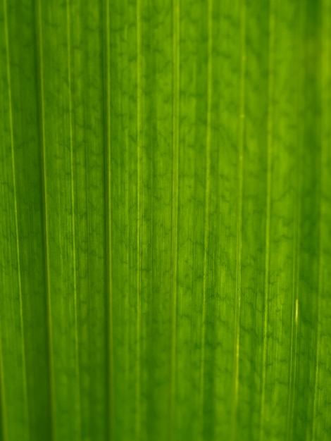 fondo di struttura della foglia verde con vista a macroistruzione