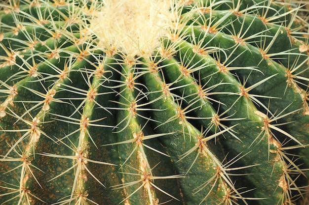 Fondo di struttura della natura del cactus. Spine di cactus da vicino. messa a fuoco selettiva