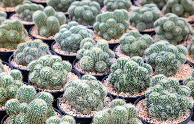 Fondo di struttura della pianta di cactus verde con strappato di cactus