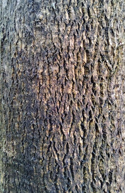 Fondo di struttura della superficie della corteccia di albero