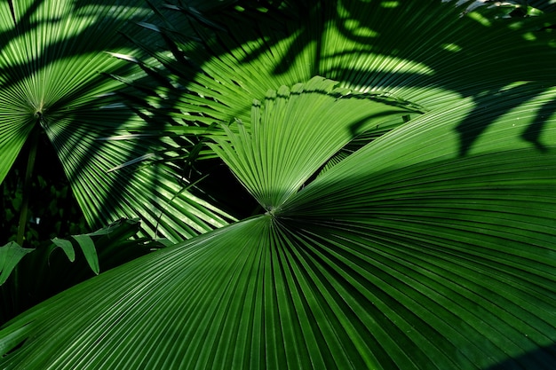 Fondo di struttura delle foglie di palma.