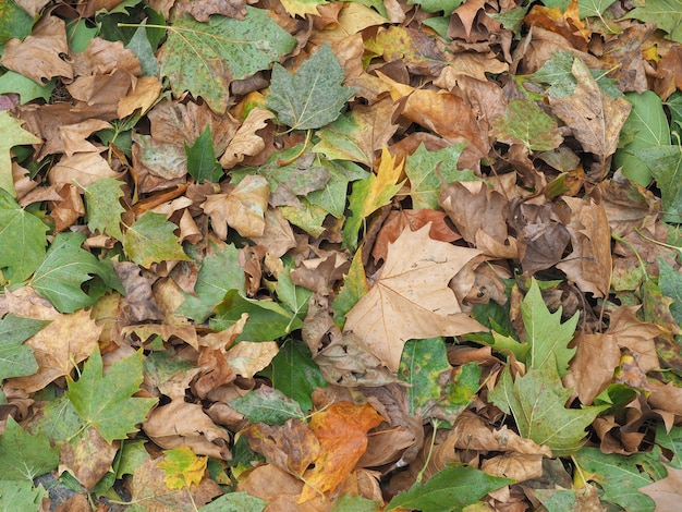 Fondo di struttura delle foglie marroni