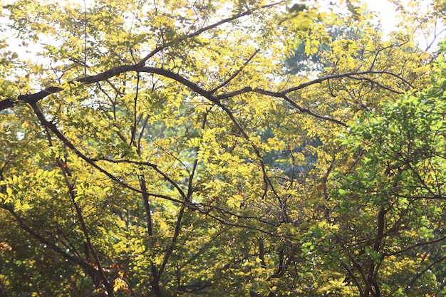 Fondo di struttura delle foglie nel giardino di estate