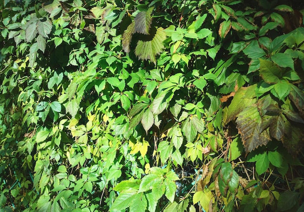 Fondo di struttura delle foglie verdi del cespuglio
