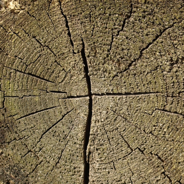 Fondo di struttura di legno marrone